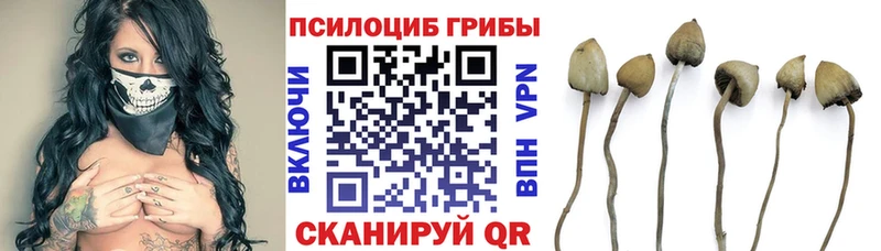 MEGA онион  Новоржев  Псилоцибиновые грибы Magic Shrooms 
